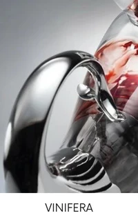 vinifera